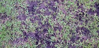 Parque do Bacurau, em Cametá