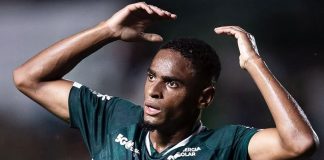 Jajá – Foto: Rosiron Rodrigues (Goiás-GO)